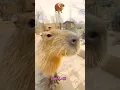 Download Lagu ITALIAN BRAINROT IN REAL LIFE LIKE …😂🤣 #italianbrainrot #brainrot #lirililarila #meme #viralshorts