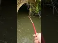 Download Lagu mancing ikan papuyu di parit kecil#fishing #shorts