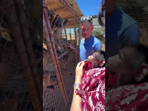 When you meet your own baboon kind for the first time π₯Ίππ₯° #animals #animalshorts #cute #wildlife