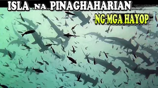 Meron Palang Ganitong Mga ISLA? ISLA NA PINAGHAHARIAN NG MGA HAYOP  |Kakaibang ISLA sa buong mundo