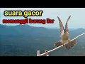 Lagu Suara Pikat Burung Kutilang Gacor 100% Ampuh untuk Suara Panggilan dan Masteran