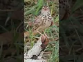 burung branjangan apa brung ampung tanah/ RICAR PIPIT. coba comen