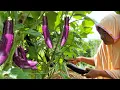 Download Lagu Hoe paarse aubergine te kweken van zaadje tot oogst?