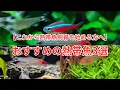 Download Lagu 初めての熱帯魚ならこれがおすすめ！ プロが選ぶ飼いやすい熱帯魚3選