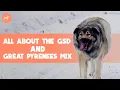 German Shepherd And Great Pyrenees Mix Dog Breed Information