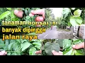 Lagu Disekitar Kita Banyak Sekali Tanaman Yang Bisa Dijadikan Bonsai