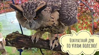 Сова Ёль отправила гуся мыться. Мухоморы заколосились, куры понеслись