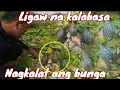 Lagu Ang mahiwagang ilog ng taiwan puno ng ligaw na gulay prutas at isda!