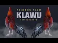 Download Lagu KEISTIMEWAAN AYAM KLAWU MENURUT PRIMBON @jago102