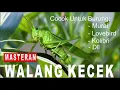 Download Lagu MASTERAN | WALANG KECEK PAKAI JEDA