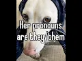 The Homophobic Dog