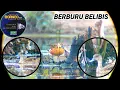 Download Lagu BERBURU BELIBIS TAMBAK HASILNYA SANGAT MELIMPAH‼️BERBURU BELIBIS.BORNEO