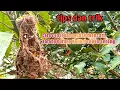 Lagu tips dan trik cara cepat mudah mencari sarang Kolibri sogon ontong