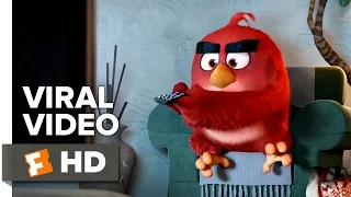 The Angry Birds Movie VIRAL - AMC 2016