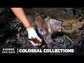 How 4 Million Fossils Are Extracted From Tar At La Brea Tar Pits Colossal Collections