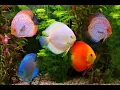 Download Lagu Awesome Discus Fish  King of Aquarium
