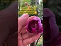 Download Lagu Anggrek Bulan Warna Menyala Ungu Kemerahan, Warna Langka #orchid #orchids #viral