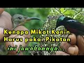 Download Lagu cara saya memikat burung kolibri ninja