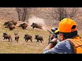 Download Lagu WILD BOAR CRISIS: Massive Herds, Perfect Shots \u0026 Unbelievable Hunts!
