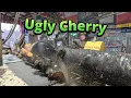 Sawing two ugly Bing cherry logs 820