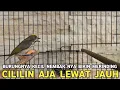 Download Lagu PANTES BANYAK YANG CARI SESANGAR GACORNYA MEWAH  HARGA MURAH CILILIN AJA LEWAT JAUH  !!