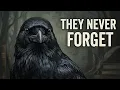 Crows Remember Everything The Truth About Their Intelligence