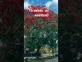 Download Lagu bello !Flamboyan o Flamboyant? #shortvideo #shortsviral #short #flamboyan #plantlover #flamboyant