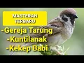 Download Lagu 🔴MASTERAN BURUNG PALING DI CARI👍 Gereja tarung👍  Kuntilanak 👍 Kekep babi ~ Masteran Dunia Maya