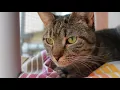 Worcester County Humane Society Commercial