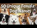 50 UNIQUE Female Dog Names Perfect Picks for Your Pup