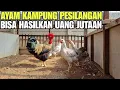 Download Lagu TERNAK AYAM SEPERTI INI PASTI UNTUNG💯