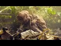 Download Lagu Two male common european toads (Bufo bufo) with a female, attempting to mate, Birmingham, UK