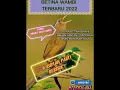 Download Lagu Suara wambi betina birahi, bahan jantan gacoran jamin bongkar isian😘 terbaru 2022 pasti kaget