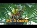 Download Lagu [VOLLEDIG] HET BANDUL AVONTUUR ACTIE | HET BANDUL'S PAD (30/07/25)