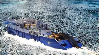 This is how Capelin is caught and processed Fishermen catch millions of tons of Capelin