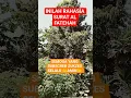 Download Lagu RAHASÍA SURAT AL FATEKAH #VIRAL