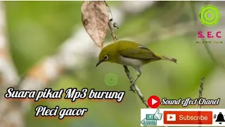 Download pikat burung pleci gacor//suara pikat pleci terbaru MP3