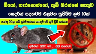 මීයෝ , කැරපොත්තෝ , කුඹි මරන්නේ නැතුව ගෙදරින් සදහටම එළවන සුපිරිම ක්‍රම 10ක්