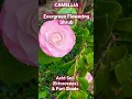 Download Lagu Camellia- Evergreen Spring Flowering Plant/Shrub