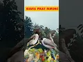Download Lagu SUARA PIKAT BURUNG PALING AMPUH ‼️ KUTILANG RIBUT VS BURUNG KECIL TANPA IKLAN DAN JEDA