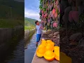 Download Lagu Chinese amazing mango fruit farming #shorts #short #youtubeshorts #shortvideo #tiktok #shortfeed