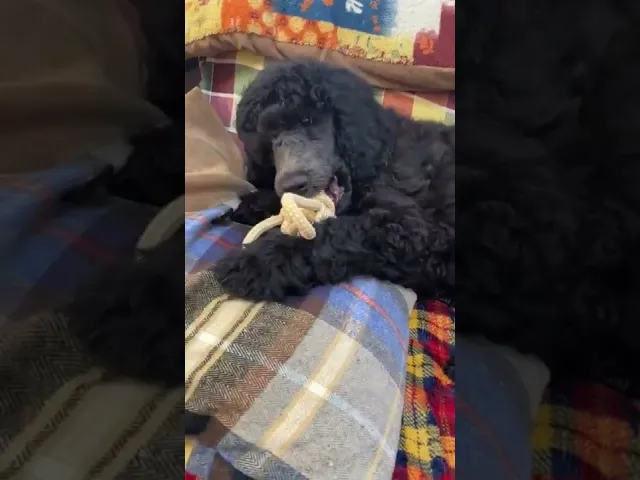 動画