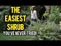 Download Lagu Waarom elke tuinier Caryopteris nodig heeft (het geheim van de late zomerbloei)