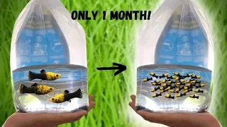 Easiest way to breed mollies 100s of fry