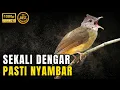 Download Lagu 🔴 PANCINGAN KAPAS TEMBAK BAHAN SUARA MERANGSANG EMOSI JADI GACOR DOR