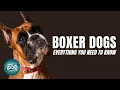 Boxer Dogs 101 Everything You Need to Know
