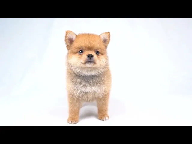動画