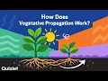 Vegetative Propagation Explained Asexual Reproduction in Plants