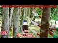 Download Lagu TAHAPAN PROSES PERKEBUNAN MODERN KAYU GAHARU AGARWOOD DI ASIA