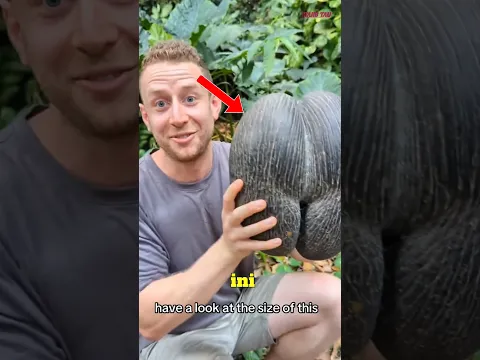 Kenapa Kelapa Ini Harganya Puluhan Juta? 🥥😱